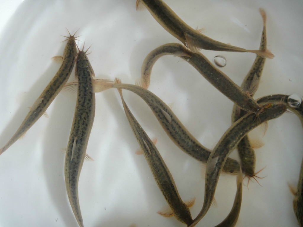 吃泥鳅到底去不去内脏?有哪些营养价值!