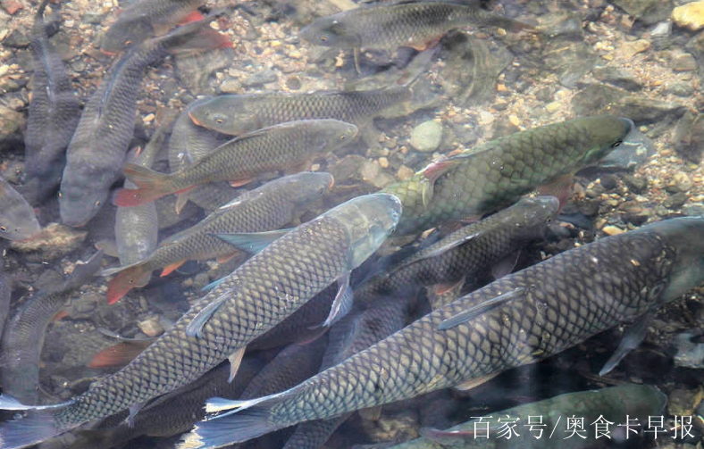 河魚,油炸,做湯都是不錯的選擇,現在菜市場上最普通的野生小魚都要幾