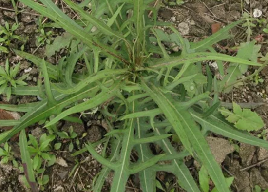 村里被农民拿来喂鸭子,人称"鸭子食",如今10元一斤成高钙野菜