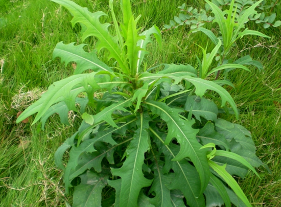 村里被农民拿来喂鸭子,人称"鸭子食",如今10元一斤成高钙野菜