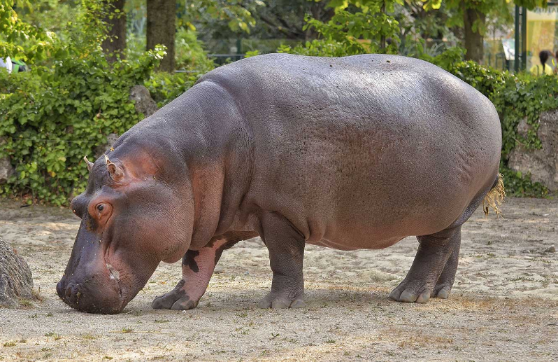 盘点:世界上10大最吵动物,第一名实至名归,你认识几种?