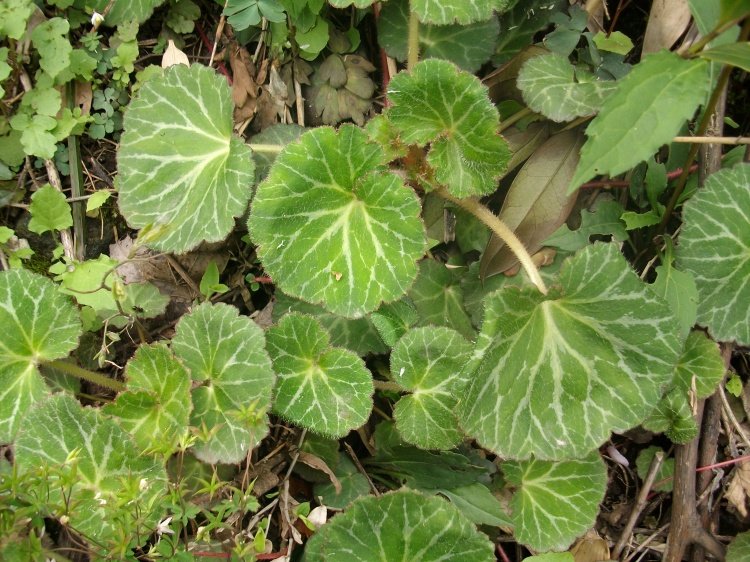 农村这种野生的云间草,熬水喝感冒自然好,还能解毒,你见过吗?