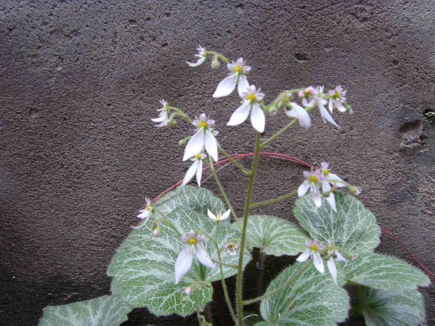 农村这种野生的云间草,熬水喝感冒自然好,还能解毒,你见过吗?