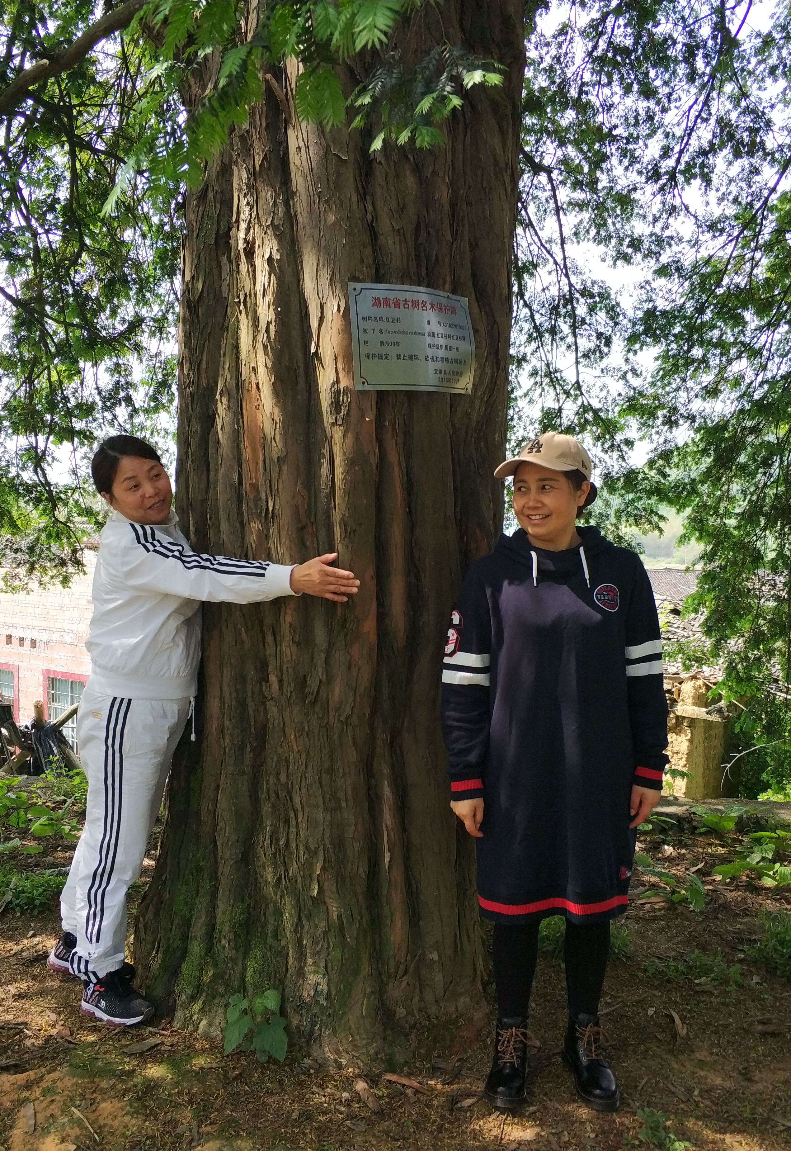 确认过眼神,发现一颗特大红豆杉已经500岁,是古老孑遗树种