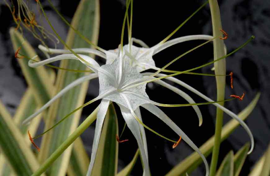 农村这种叫"水鬼"的野花很漂亮,舒筋活血,消肿止痛功效很好!