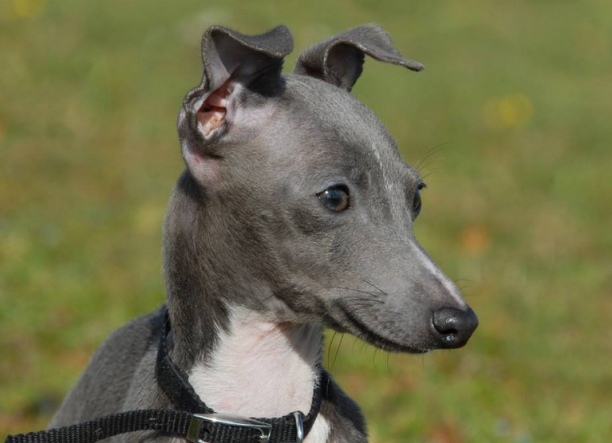 世界上脸最"长"的狗狗,你绝对没有见过,要考虑养一只吗?