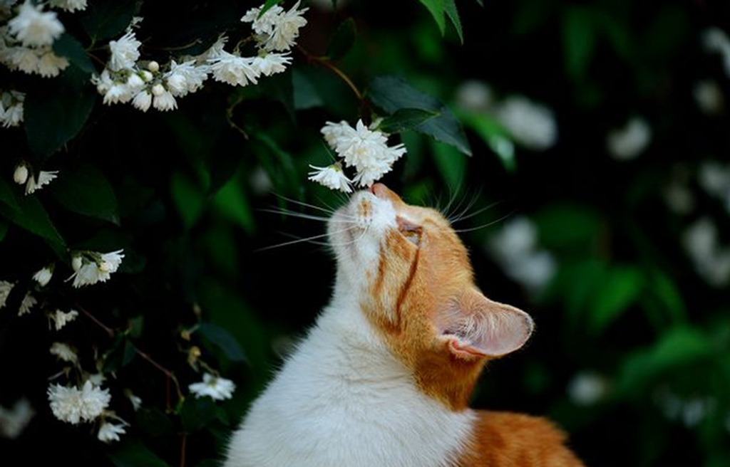 猫和花同框:第二只不输美女写真,最后一只是安静的美男子!