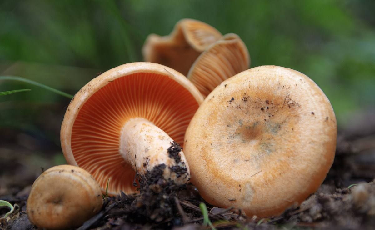 雨后野蘑菇疯长,如何预防毒蘑菇,可要谨慎食用