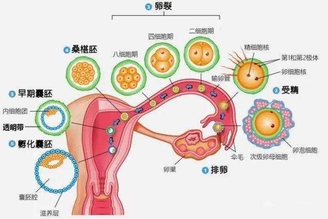 人类受精卵是怎样发育成胎儿的呢?会有什么不一样?