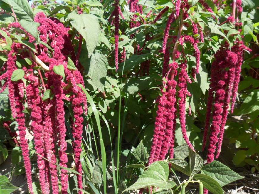 农村这种长在树上的红绳子,人称小米菜,美味又营养,你见过吗?