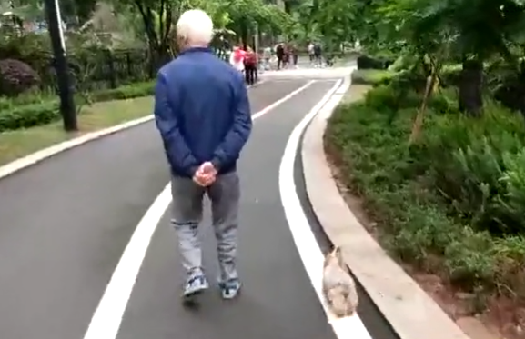 80岁老爷爷遛狗,狗狗的步调和爷爷神同步,背影里透露着满满的爱