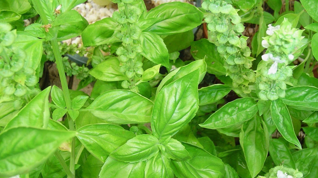 罗勒的功效和作用 临床有哪些应用选方