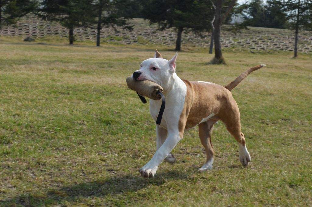 斯塔福,一種被人誤解的優秀犬種,最佳陪伴犬