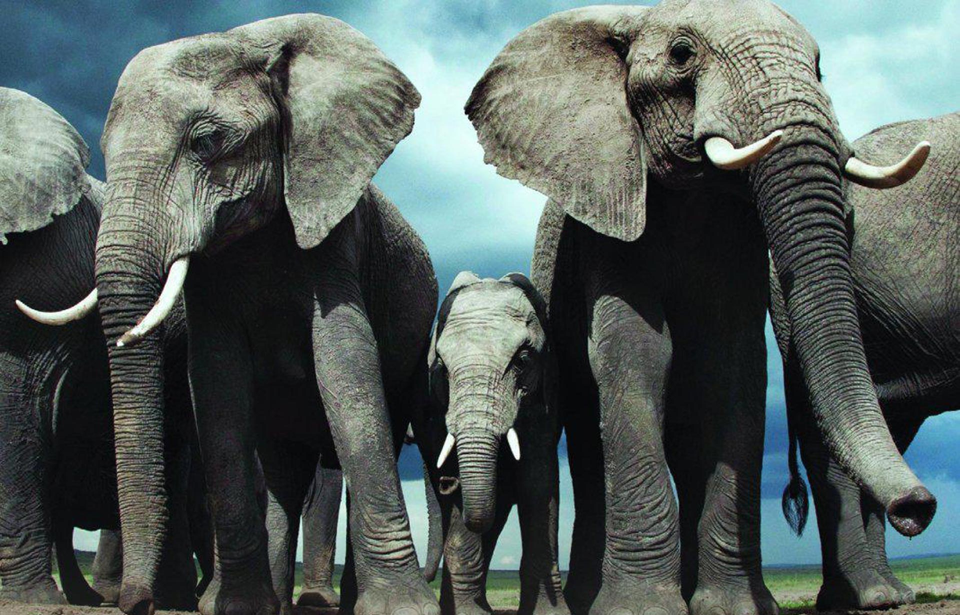 5部神级高分bbc作品,探索生命,人与自然,优秀纪录片了解一下!