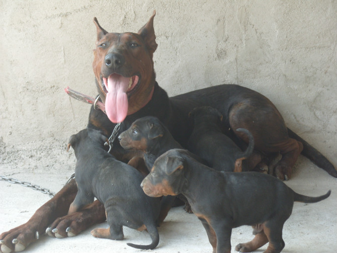 莱州红犬,苏联红犬,纯种莱州红看家护院