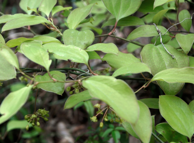 山中的中药材"菝葜",药用价值极高,也是风湿关节炎的特效药!