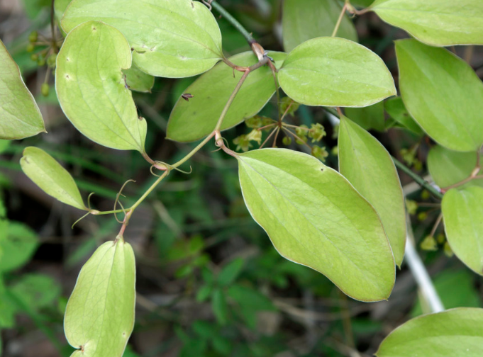 山中的中药材"菝葜",药用价值极高,也是风湿关节炎的特效药!
