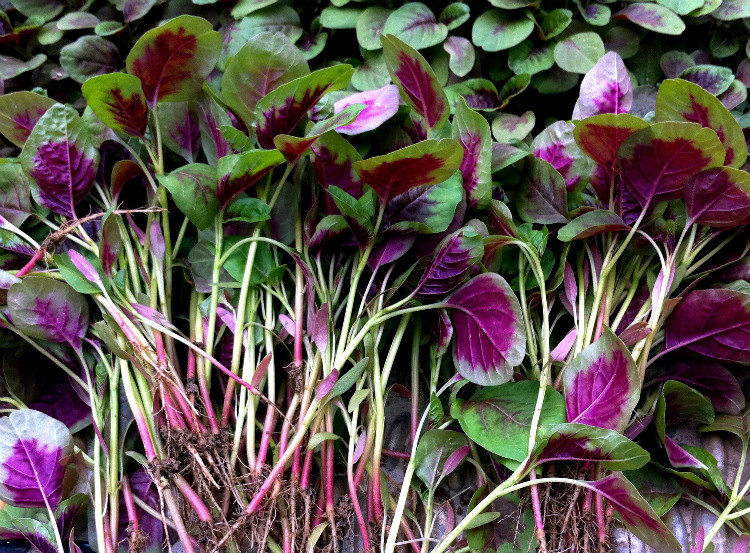 苋菜叫做米苋,它的作用有哪些!