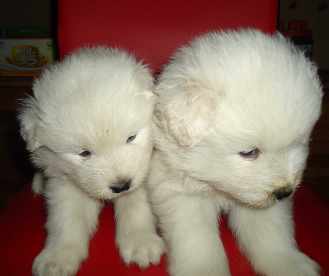 四只"银狐犬宝宝"混入一只萨摩耶宝宝,能5秒内找出算你牛