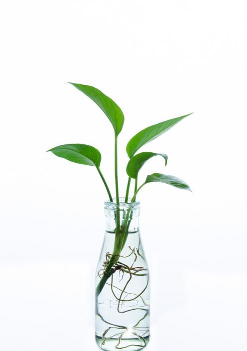 关于绿萝竟然还有这种说法,好尴尬