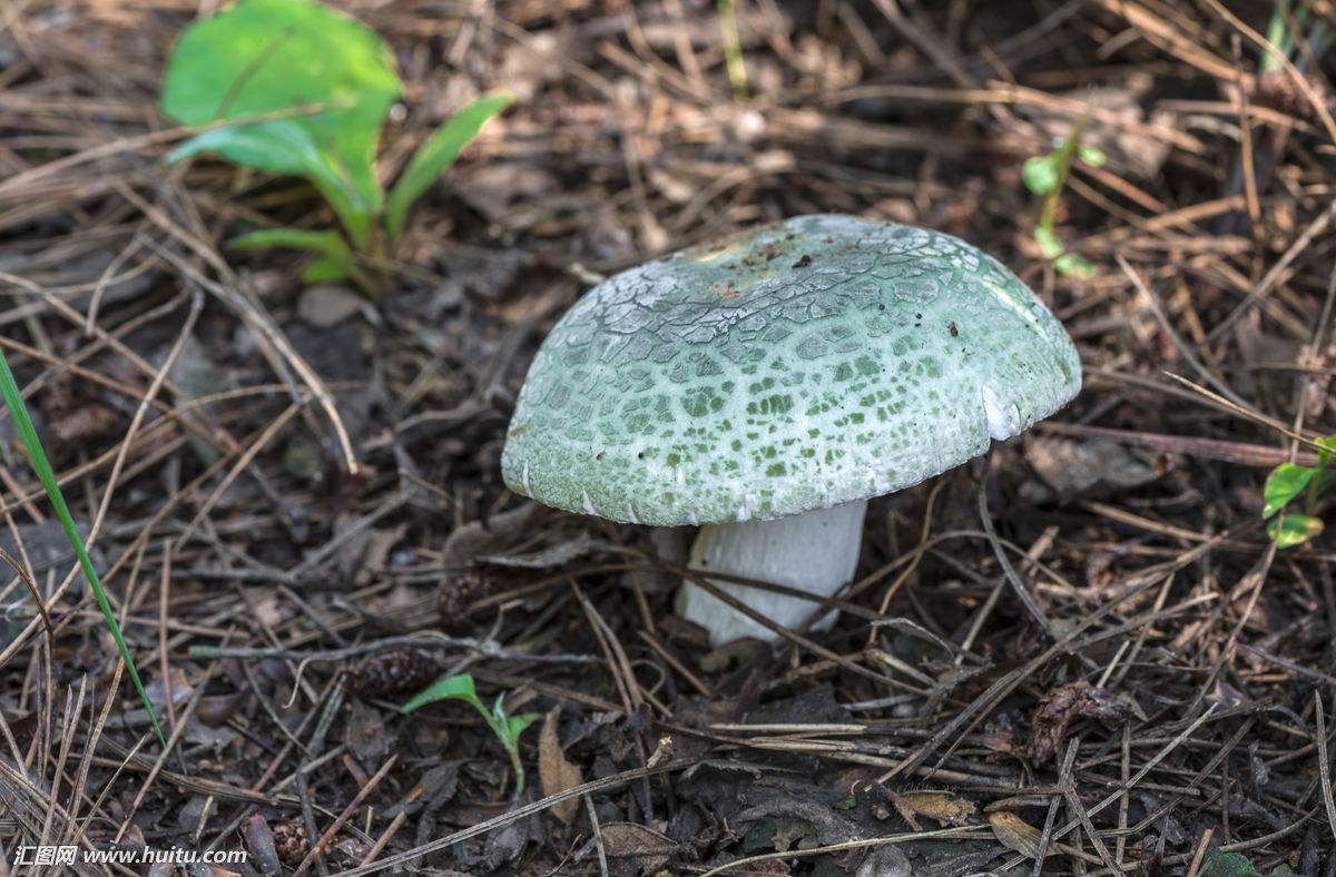 大盘点,这些菌子你肯定你都认识吗?