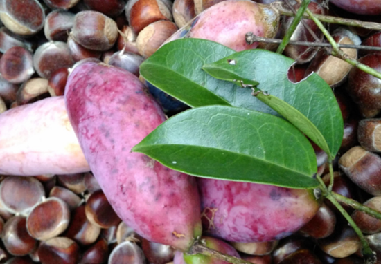 农村一种"红薯",长在树上,你见过吗?