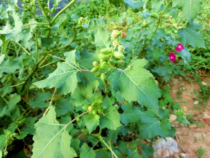 5年前亲戚送奶奶一棵树,果子很咸泡水能当醋,不料半夜被贼偷了