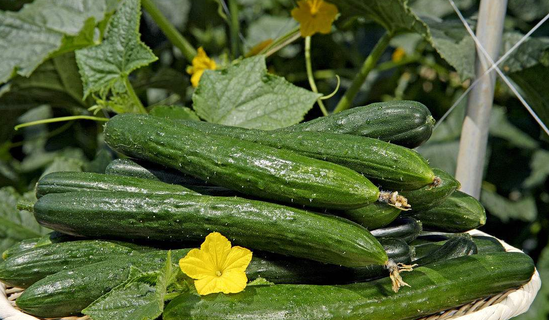 四种可以美容的蔬菜,让你告别黄脸婆的困扰,最后一种夏天最常见