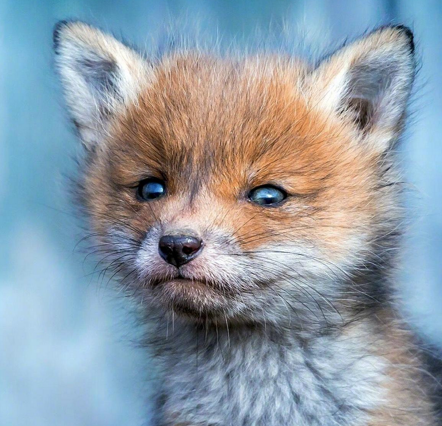 被这些狐狸宝宝迷住了,太萌了,好想抱回家!