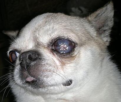 狗狗眼睛,有这5种情况,代表它生病了!