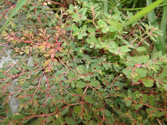 这种农村常见毫不起眼的小草,奶花草居然有这么大的作用