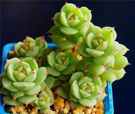 静夜黑腐病该如何防治呢