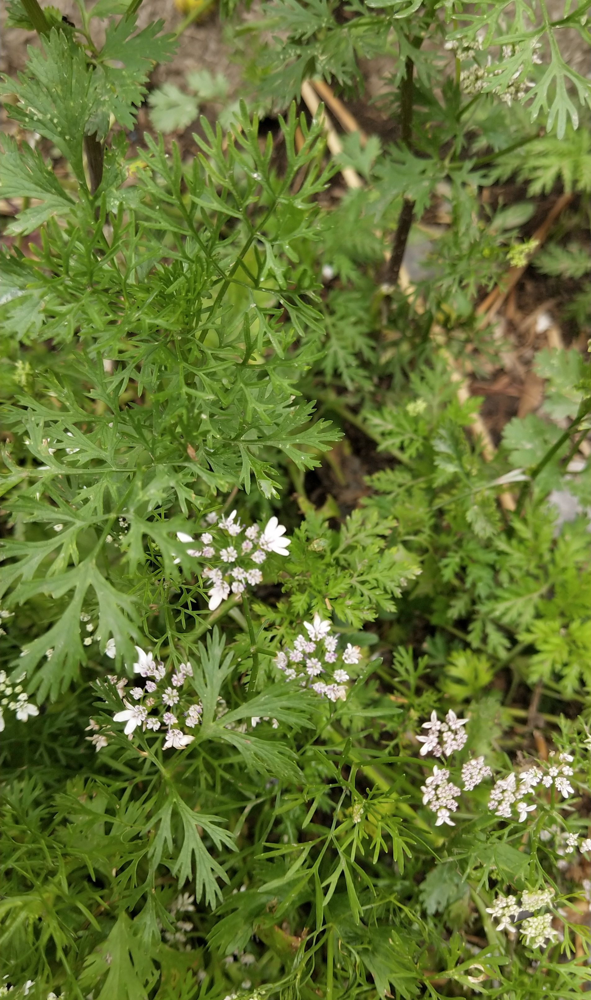 你见过香菜花吗?