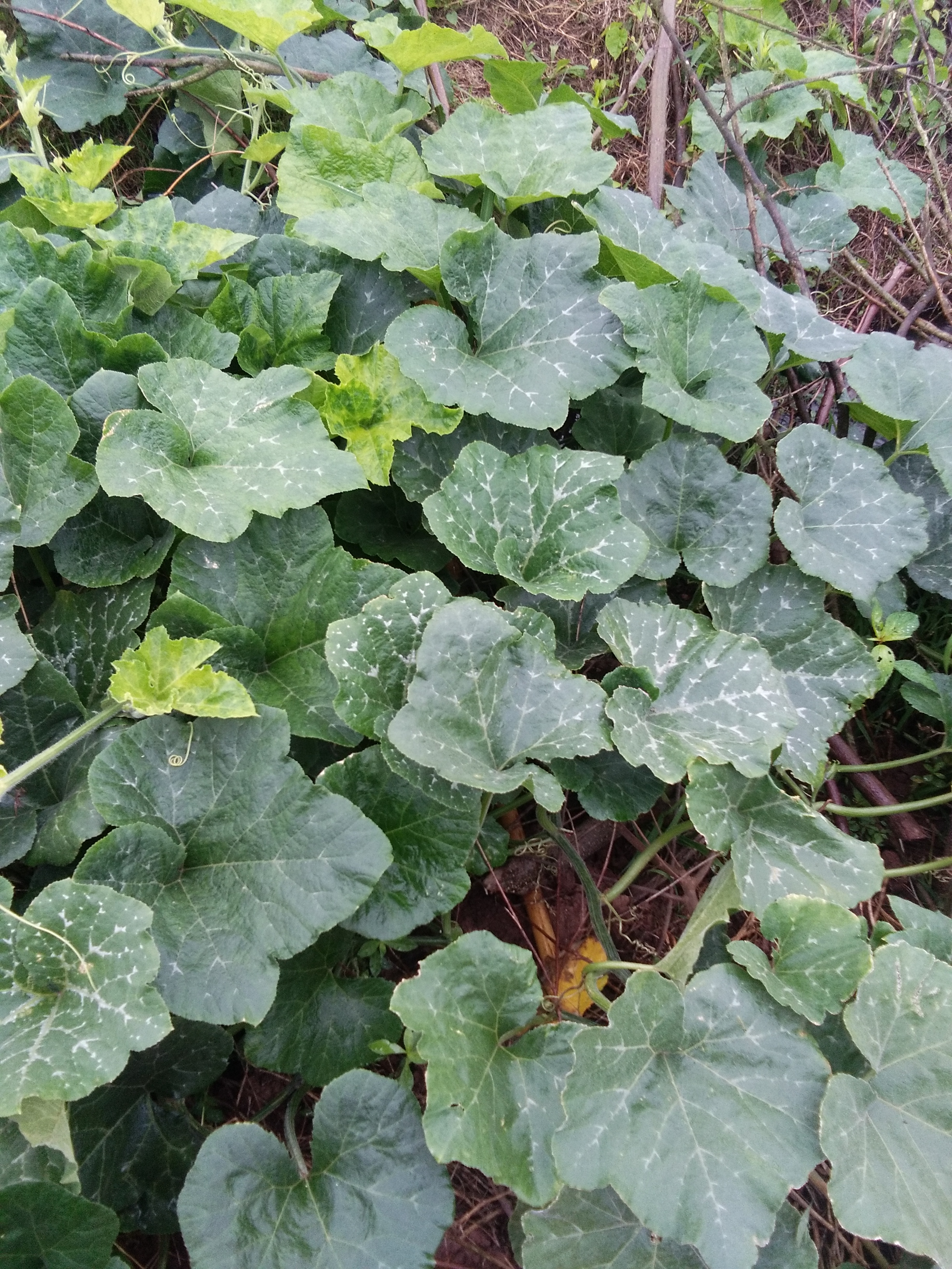 农村南瓜藤图片欣赏