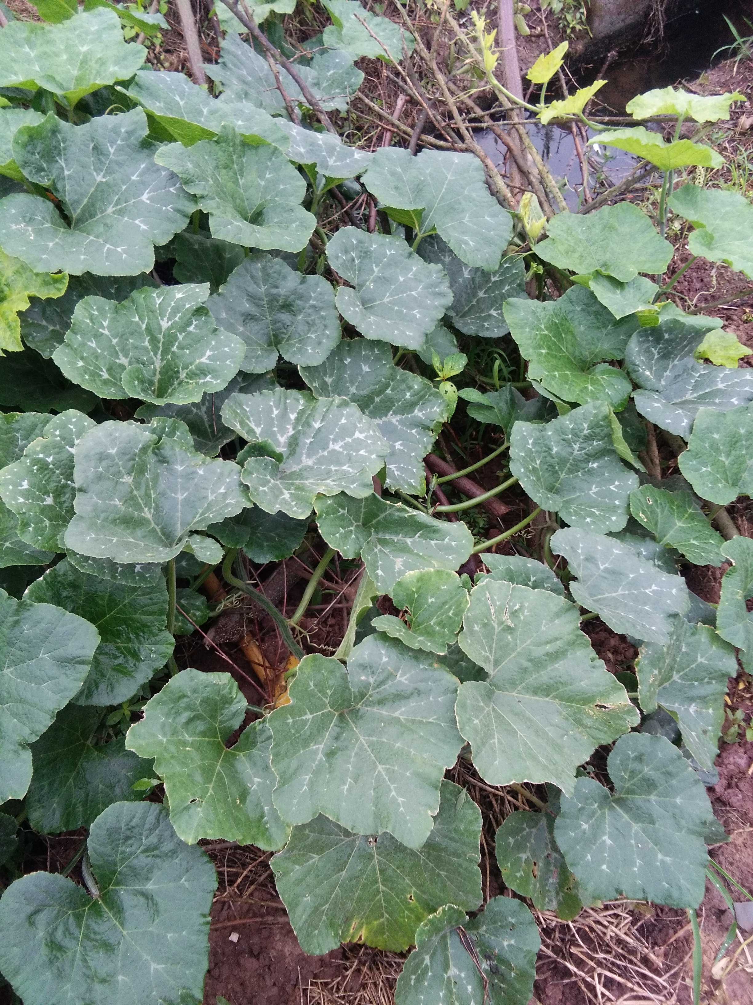 农村南瓜藤图片欣赏