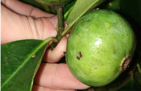 又叫信筒子,酸藤果,入地龙.果子成熟之后可以吃.