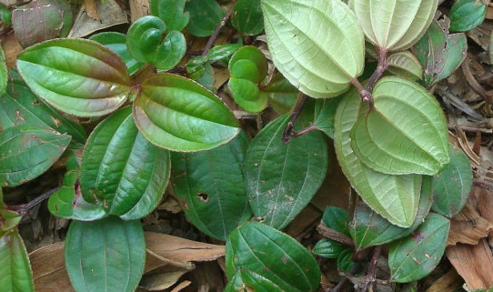 酸味叶,学名:酸藤子.又叫信筒子,酸藤果,入地龙.果子成熟之后可以吃.