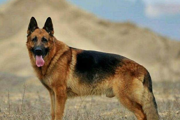 昆明犬和德牧互相对比,知道相差什么吗?