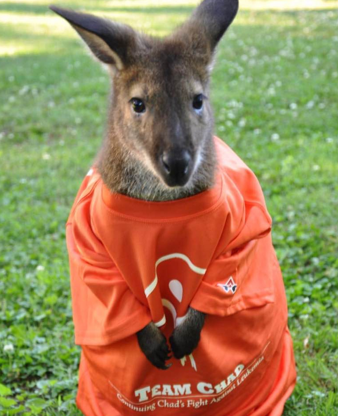 一只堪比模特的小袋鼠 爆潮造型引领宠物圈