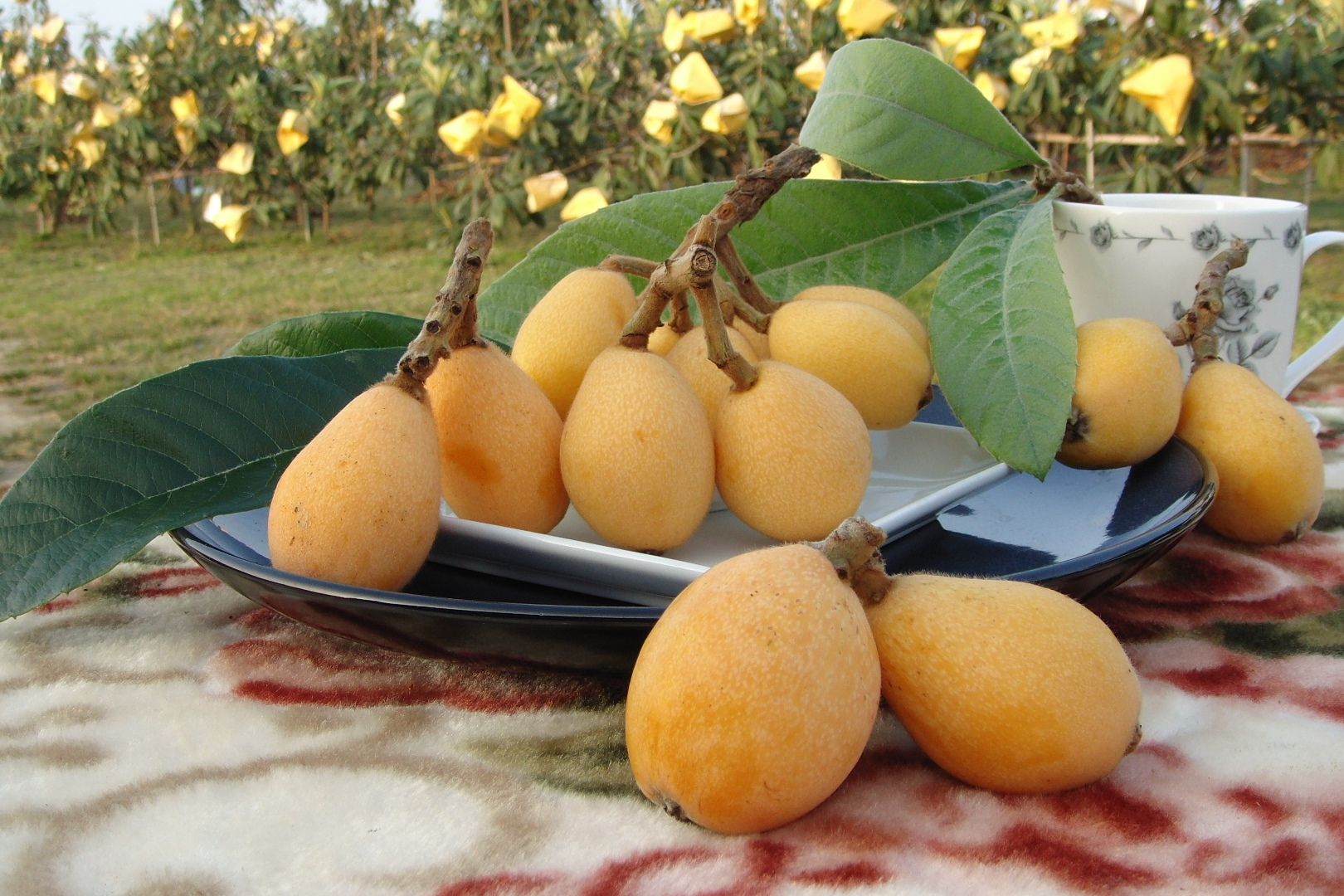 很多的水果因为富含维生素,所以都有美容的功效,枇杷也是同样,也具有