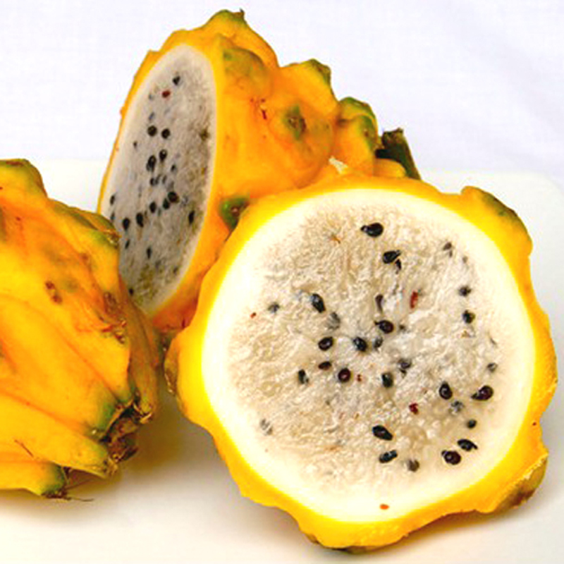 麒麟果是黄皮的火龙果,花朵绽放时,飘香四溢,也称"吉祥果"