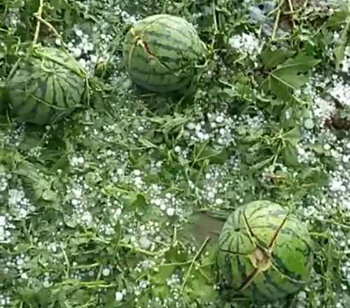 西瓜被冰雹砸了的图片图片