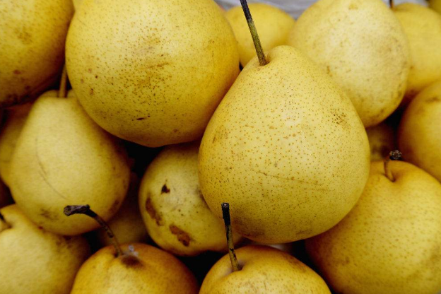 冬果梨俗称大果子,果类中的名优品牌,被人们称为老寿星
