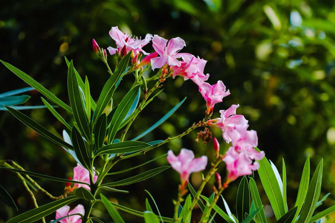 那些美丽却有毒的花——夹竹桃
