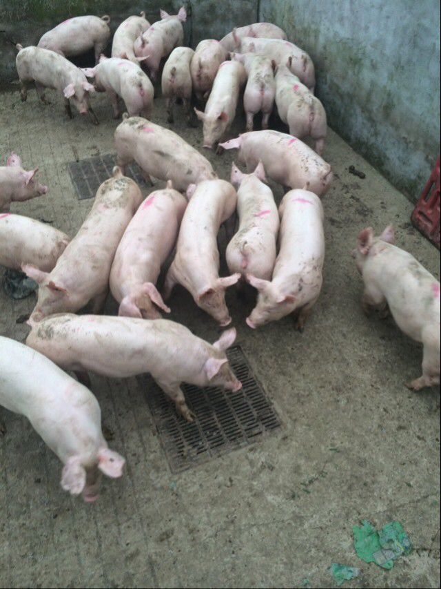 怎么能选到好种猪