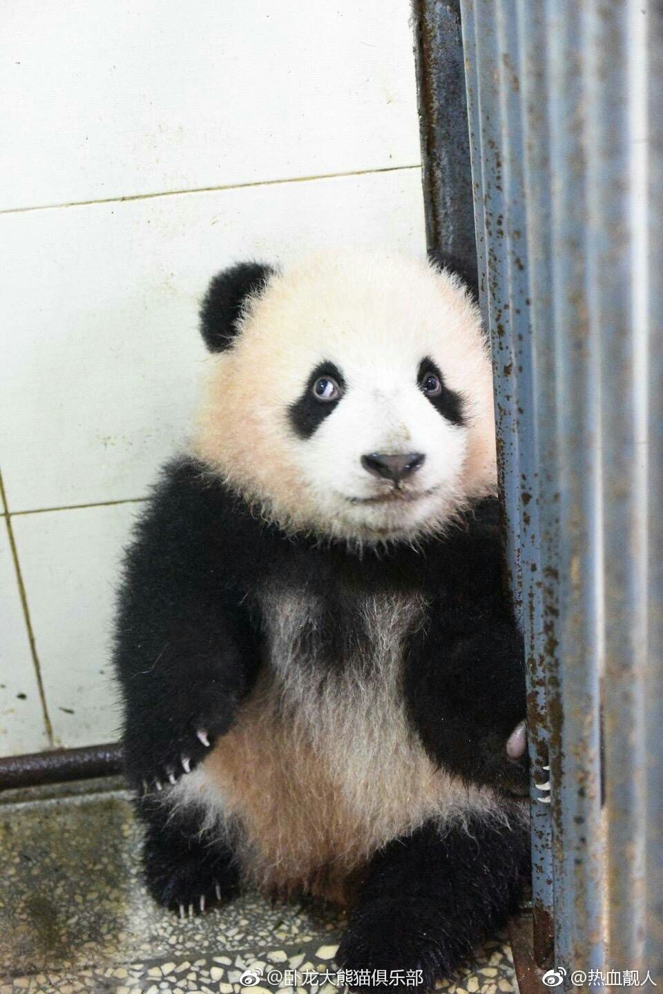 你的胖熊猫到了,请签收