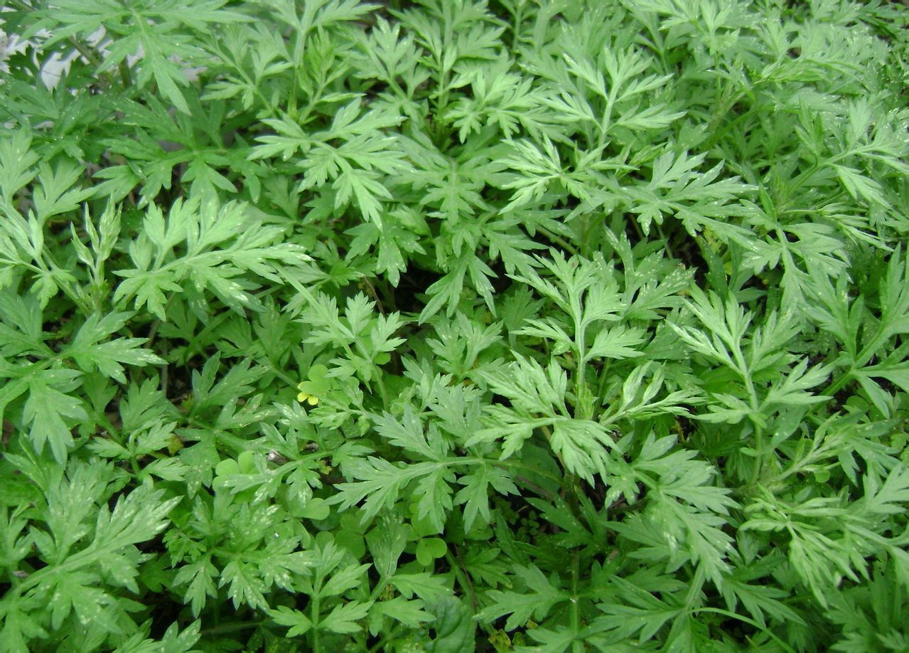 艾草又叫做艾蒿!艾草的吃法有很多,这几种试过了吗?