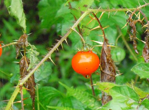 有一种植物叫刺天茄,身上的秘密也很多