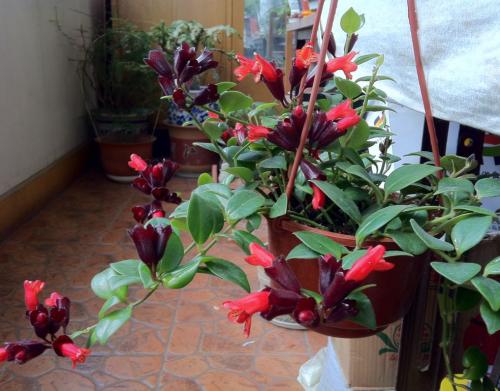 口红花养殖方法和注意事项,好养的"红唇",不走心也能养爆盆!