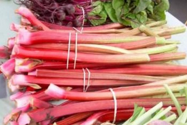 红色的芹菜你吃过吗?教你如何种植出红芹菜!